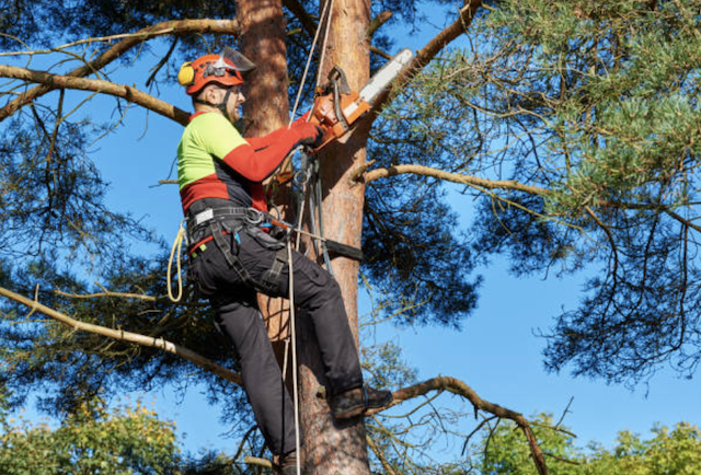 tree pruning westchester