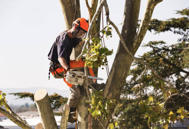 tree removal westchester