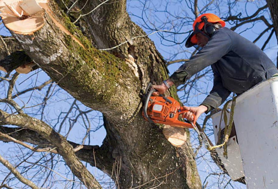 tree trimming Port Chester ny